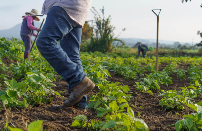 Guides to Sustainable and Profitable Agriculture